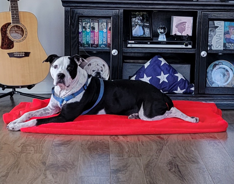A dog relaxing on a red bed