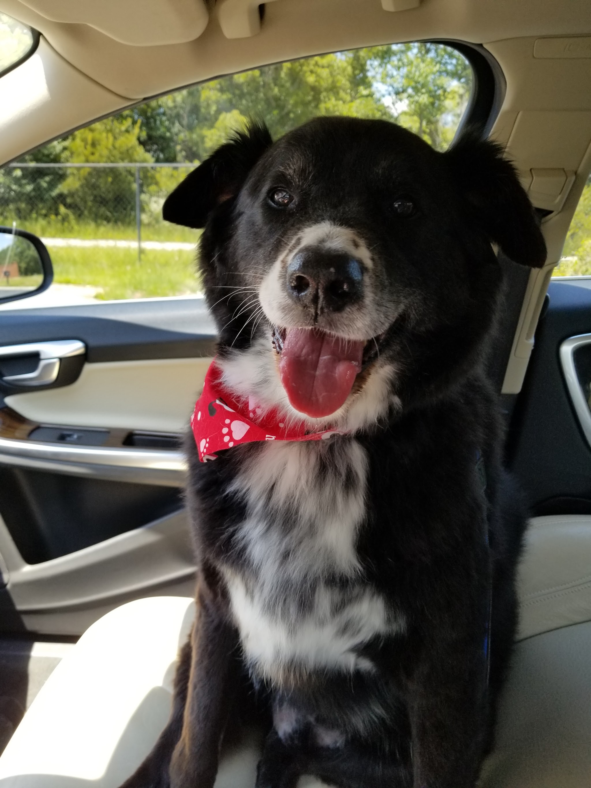 A happy dog in a red bow tie