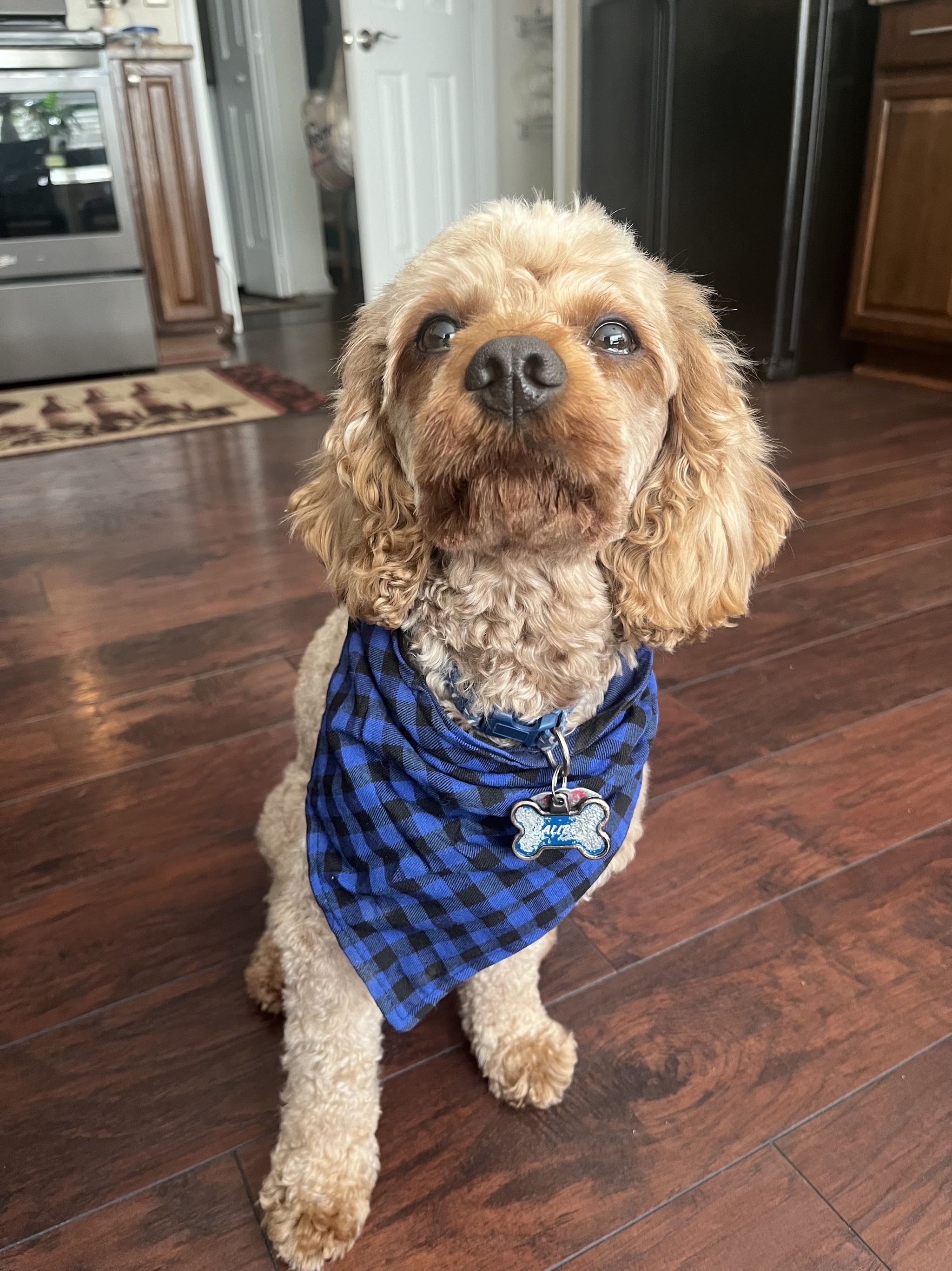 A fluffy doodle in a blue plaid bandana after a groom